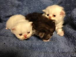 Pure persian chinchilla kittens for sale. Getting The Best Newborn Kittens For Sale Irkincat Com