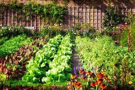 Vegetable Garden Design Ideas