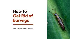 how to get rid of earwigs in your house