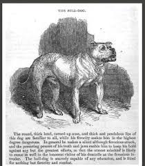 bulldog history philo kuon breeders