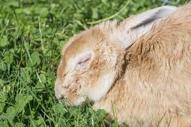 Миксоматоз у кроликов: причины возникновения и симптомы