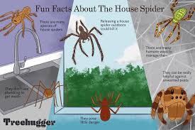 facts about the misunderstood house spider