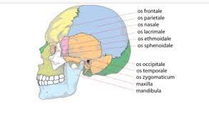To learn the most important bones and muscles of the head and face. How Many Bones Are In A Skull Quora