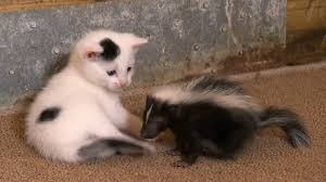 matching kittens adopt orphaned baby skunk