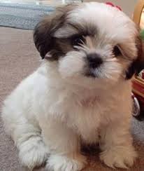 This coat can still reach the floor. Mal Shi Maltese X Shih Tzu Mix Temperament Puppies Pictures