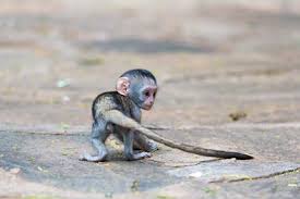 Find the perfect funny monkeys stock photos and editorial news pictures from getty images. Indivstock