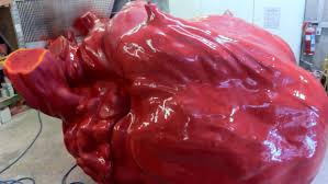 Image result for heart of blue whale