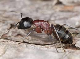 carpenter ant prevention
