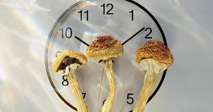 But the drugs can remain up to three days in the systems of people who regularly abuse magic mushrooms, according to columbia university. How Long Do Shrooms Last Doubleblind Mag