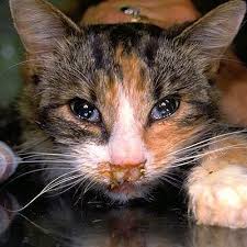 Burkitt lymphoma is an aggressive cancer of b lymphocytes. Cats Tameside Veterinary Clinic