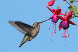15 best flowers to attract hummingbirds