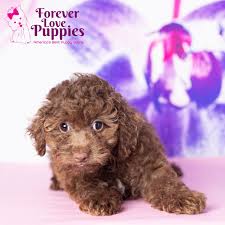 toy poodle puppy adopted in pembroke