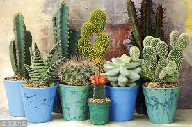 How To Plant A Cactus Container Garden
