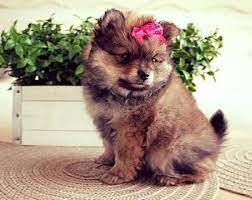 ✉️ dm for paid promotions. Pomeranian Puppy For Sale In Brick Nj Usa Adn 67644 On Puppyfinder Com Gender Female Age 8 We Pomeranian Puppy Pomeranian Puppy For Sale Puppies For Sale