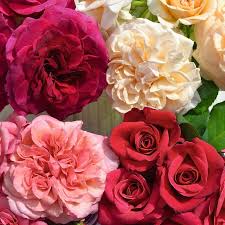 flower carpet fragrant shrub roses