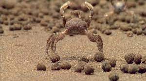 sand bubbler crabs make tiny sand