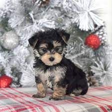 Maltese And Yorkie Mix Cost gambar png