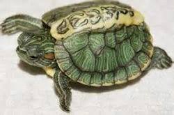 Slider Turtle Care Sheet Our Reptile Forum