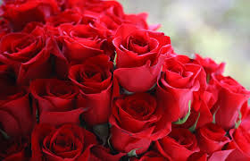 All About Rose Ital Florist Toronto