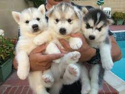 Check spelling or type a new query. Siberian Husky Pets And Animals For Sale Colorado
