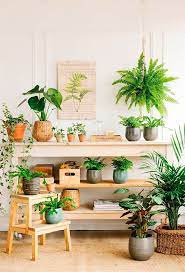 Para nosotros las plantas dentro del hogar son un verdadero must en decoración; Un Vergel Decoracion Plantas Plantas De Interior Plantas En Pared