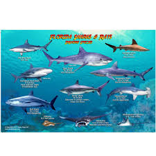 Franko Maps Florida Sharks Rays Creature Guide 5 5 X 8 5