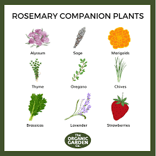 Your Guide To Companion Planting Herbs