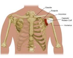 Injuries to the scapula are usually from an the clavicle attaches to several muscles connecting it to the arm, the chest and the neck. Shoulder Pain And Problems Stanford Health Care
