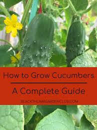 How To Grow Cucumbers Backyard Garden