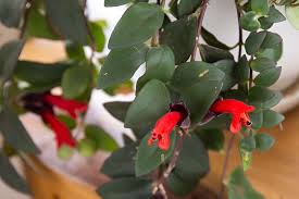benefits of owning a lipstick plant