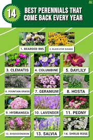 The 14 Best Perennial Plants That Come