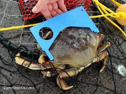 These crab snare are affordable and available for online consumers. Rigging And Setup For Dungeness Crab Riptidefish