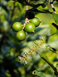 macadamia farming greenlife 2024 update