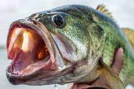 Only the best hd background pictures. Oklahoma Bass Forecast