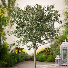 Arbequina Olive Tree For The