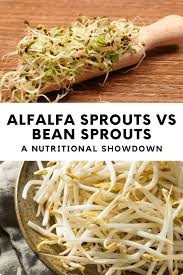 alfalfa sprouts vs bean sprouts a