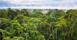 amazon carbon sink could be 'much less