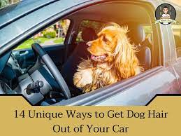 dog hair out of your car