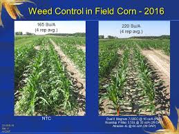 Americans have a savings problem. Georgia Corn Do You Need An Adjuvant With Glyphosate Atrazine Agfax Weed Solutions