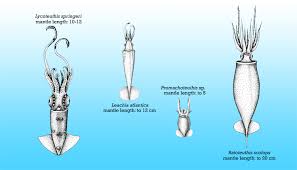 squid size comparison chart