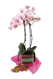 orchids the perfect gift for any occasion