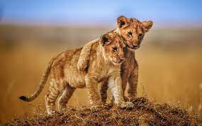 Baby Lion Cubs Wallpapers - Top Free ...