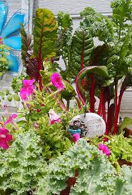 My Container Vegetable Garden