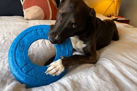 the 12 best dog toys according to our