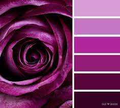 Purple Rose Color Scheme Shades Of