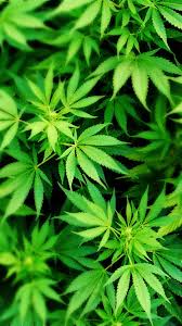 weed wallpapers hd wallpaper cave