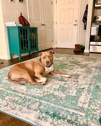 pet friendly rug