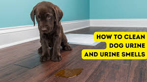 home remes to remove dog urine from