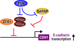 We did not find results for: Sarnp A Participant In Mrna Splicing And Export Negatively Regulates E Cadherin Expression Via Interaction With Pinin Kang 2020 Journal Of Cellular Physiology Wiley Online Library