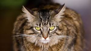 cat breeds maine cat spotlight